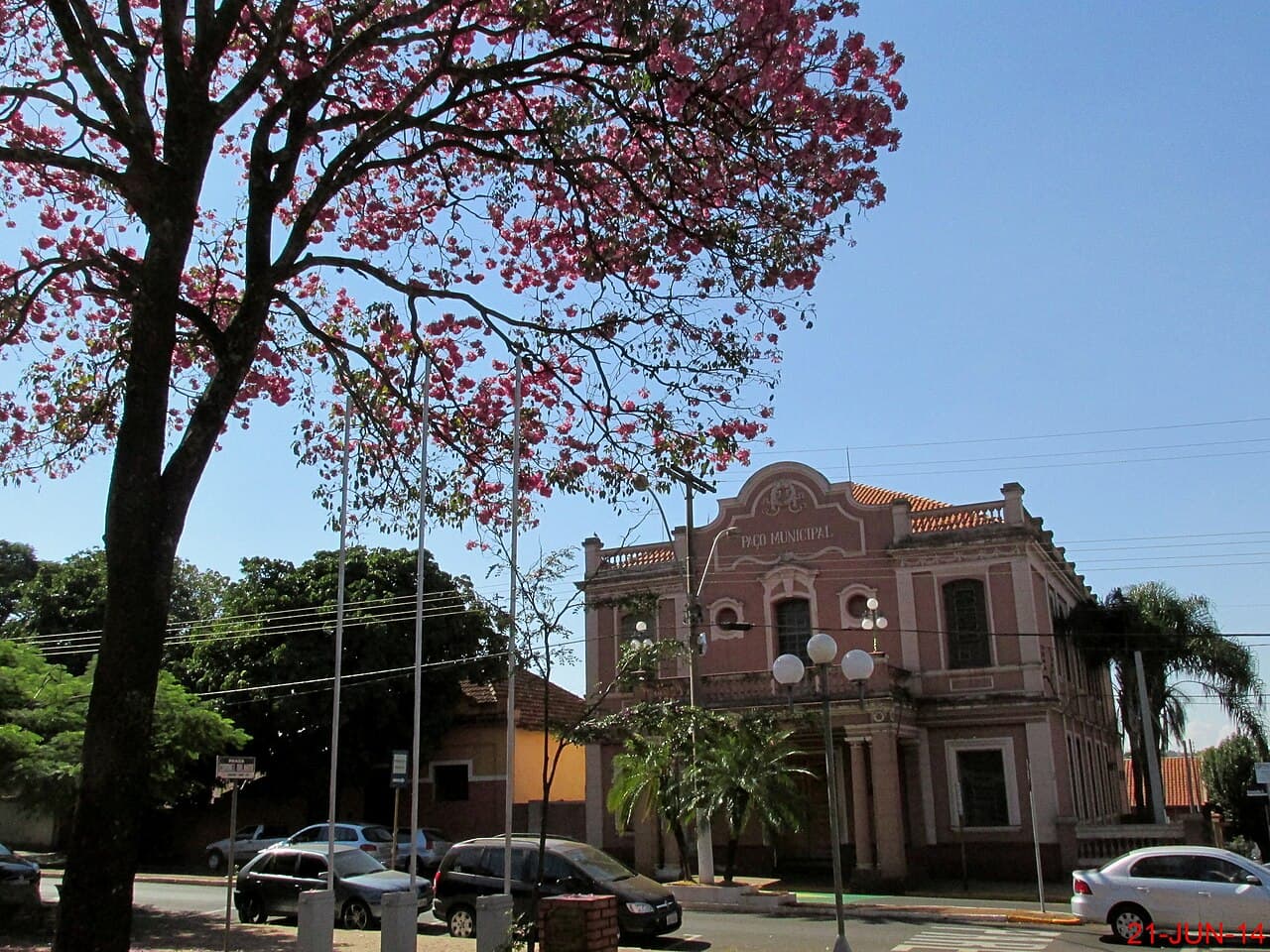 Ipê-roxo (Handroanthus impetiginosus) na Praça Coronel Orlando, em frente a Prefeitura Municipal de Orlândia. - panoramio