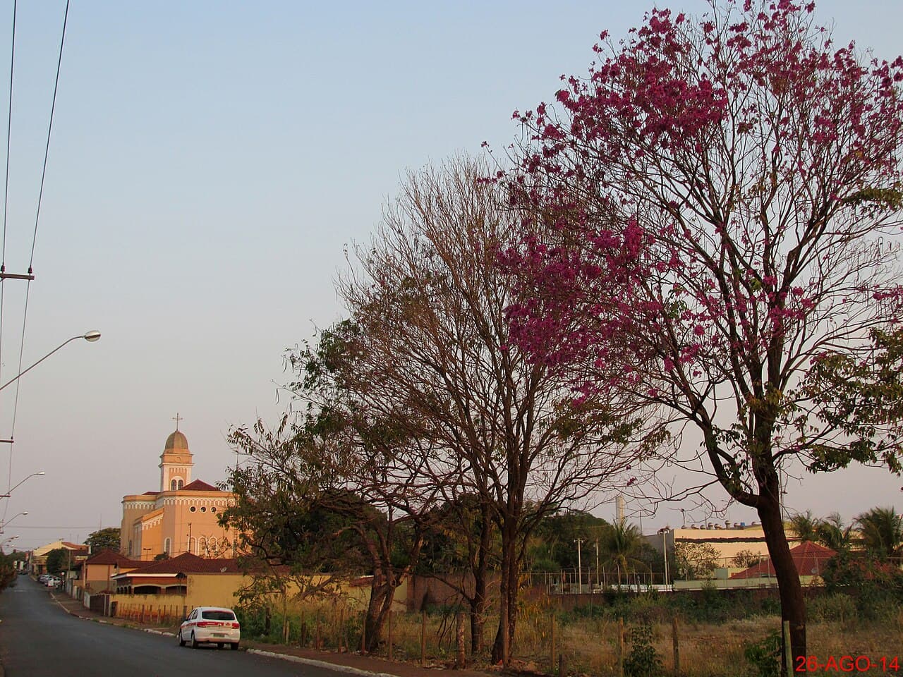 Ipê roxo (Tabebuia avellanedae) e ao fundo a Igreja Matriz de São Sebastião na rua São Paulo, próximo ao Terminal Rodoviário em Pitangueiras